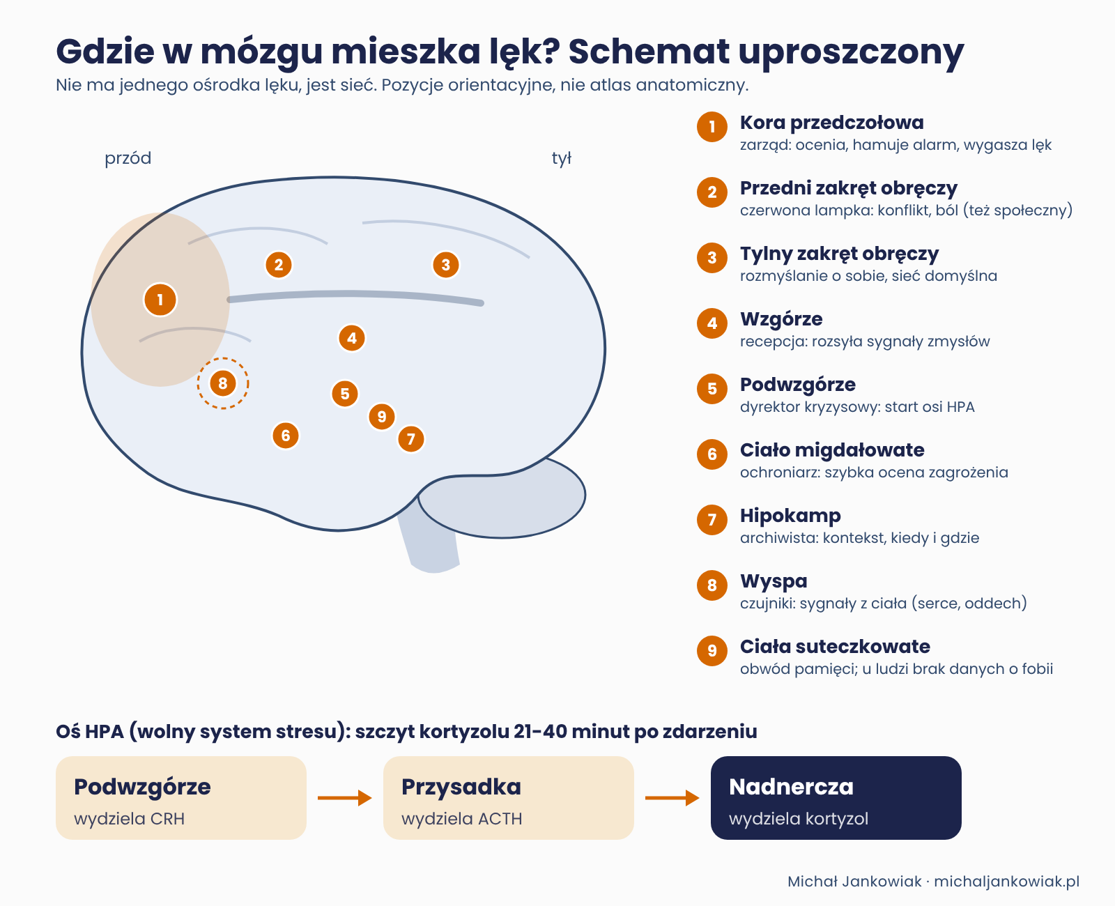 Schemat uproszczony: główne ośrodki mózgu biorące udział w stresie i lęku oraz oś HPA